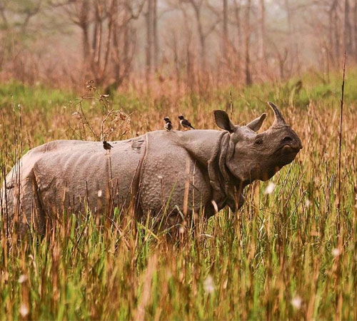 7N Shillong Kaziranga Guwahati