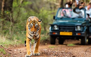 Wildlife Tours